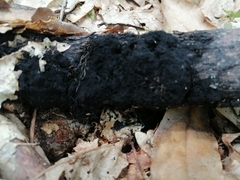 Hormiscium ericae