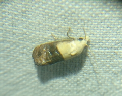 Eugnosta erigeronana