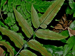 Diplazium maonense, photograph (c) Jacy Chen, some rights reserved (CC BY)