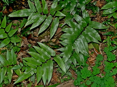 Diplazium maonense, photograph (c) Jacy Chen, some rights reserved (CC BY)