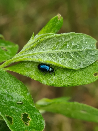 älvstrandsjordloppa