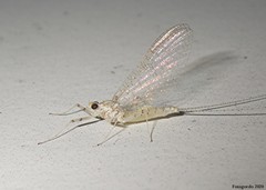 Maccaffertium mediopunctatum