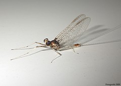 Maccaffertium pulchellum