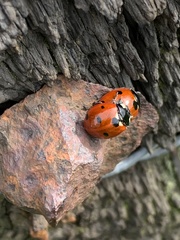 Coccinella septempunctata
