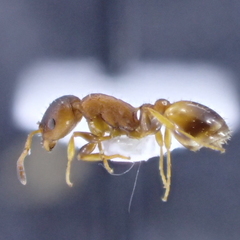 Temnothorax affinis