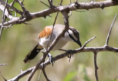 Tchagra australis