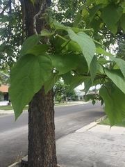 Catalpa bignonioides