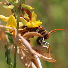 Paranthrene robiniae