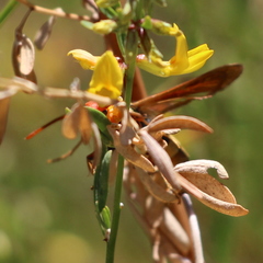 Paranthrene robiniae