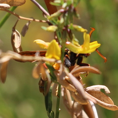 Paranthrene robiniae