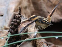 Aphrastura spinicauda fulva