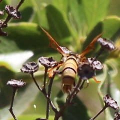 Paranthrene robiniae
