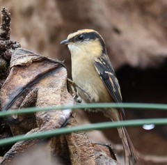 Aphrastura spinicauda fulva