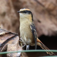 Aphrastura spinicauda fulva