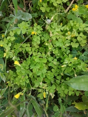 Oxalis corniculata