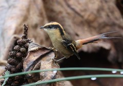 Aphrastura spinicauda fulva