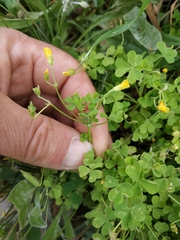 Oxalis corniculata
