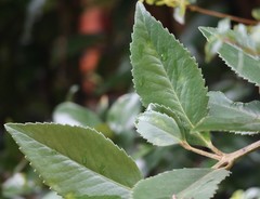 Laureliopsis philippiana