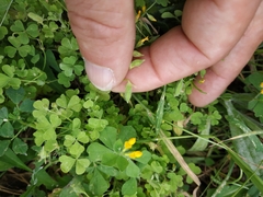 Oxalis corniculata