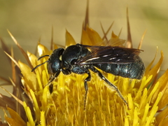 Ceratina chalcites
