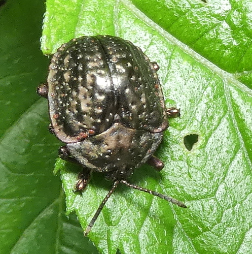 Polychalca aerea