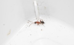 Thaumatogelis gallicus