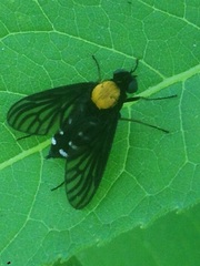 Chrysopilus thoracicus