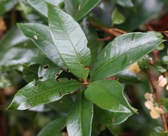 Myrceugenia planipes