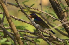 Anthreptes orientalis