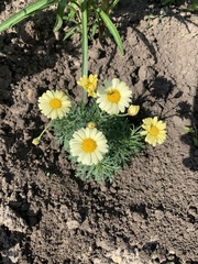 Tanacetum poteriifolium