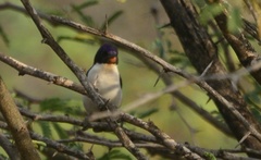 Anthreptes orientalis