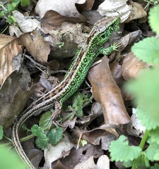 Lacerta agilis