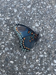 Limenitis arthemis astyanax