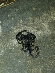 Heterometrus thorellii