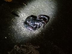 Heterometrus thorellii