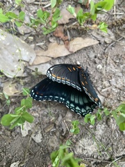 Limenitis arthemis astyanax
