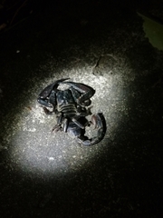 Heterometrus thorellii