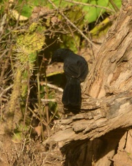 Laniarius funebris