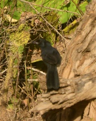 Laniarius funebris