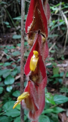 Heliconia vellerigera
