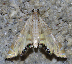 Petrophila daemonalis