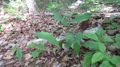 Convallaria pseudomajalis