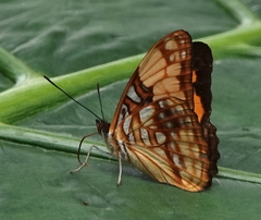 Adelpha saundersii frontina