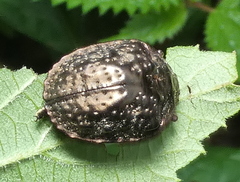 Polychalca aerea