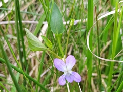 Viola stagnina
