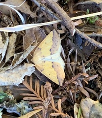 Neoterpes edwardsata