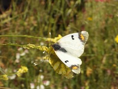 Zegris eupheme