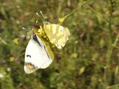Zegris eupheme