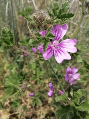 Malva sylvestris