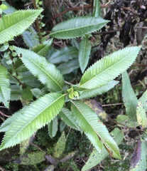 Caldcluvia paniculata